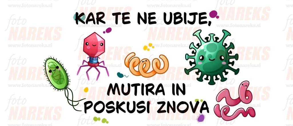 fotonareks-dizajn-lonckov1